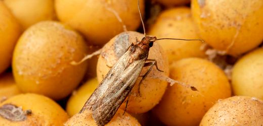 Lebensmittelmotten bekämpfen: So werden Sie die Schädlinge wieder los