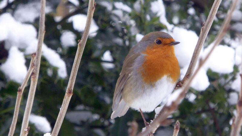 Lebendiges Oberberg: Ein furchtloser Nachfahre der Dinosaurier