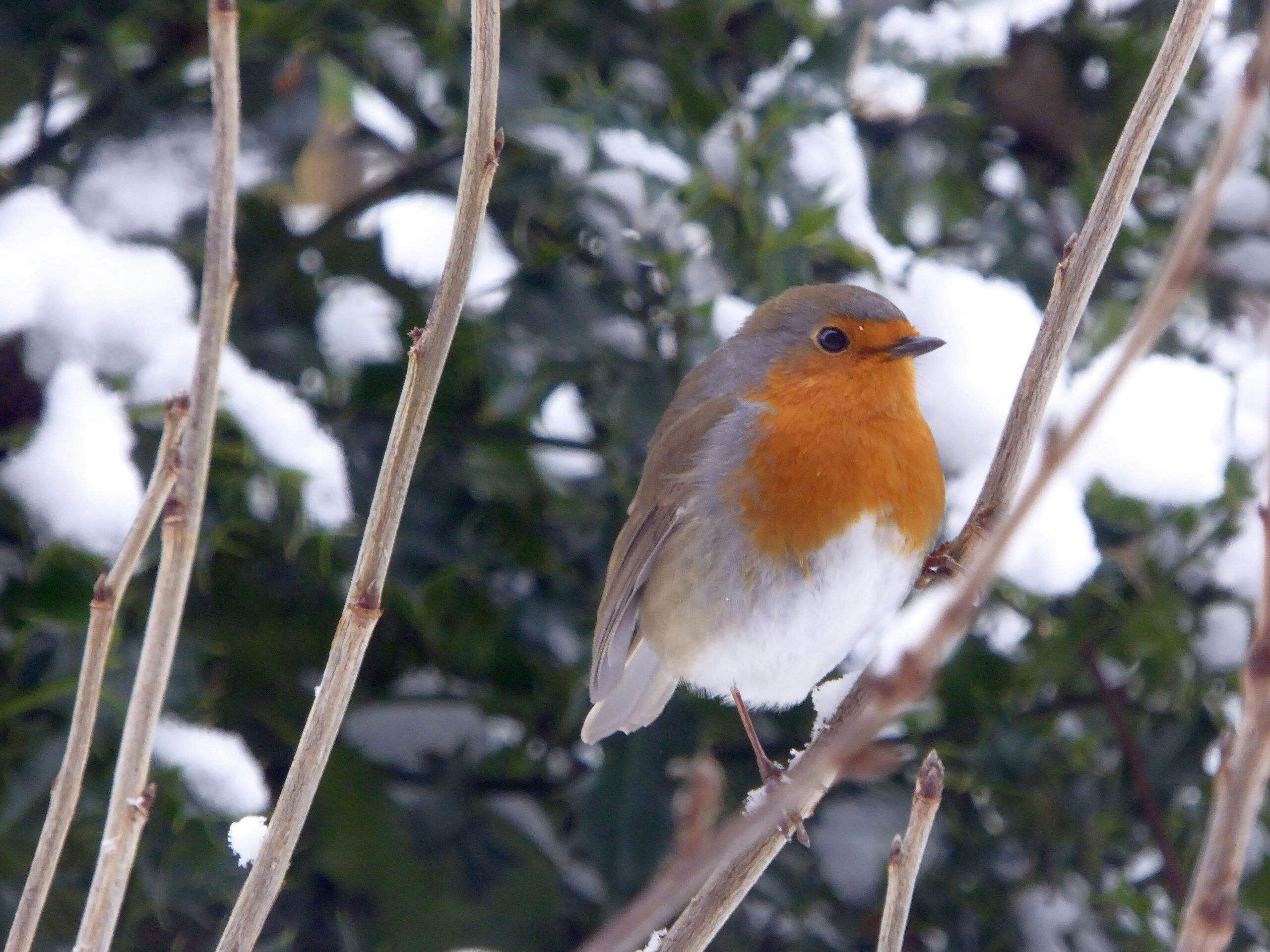 Lebendiges Oberberg: Ein furchtloser Nachfahre der Dinosaurier