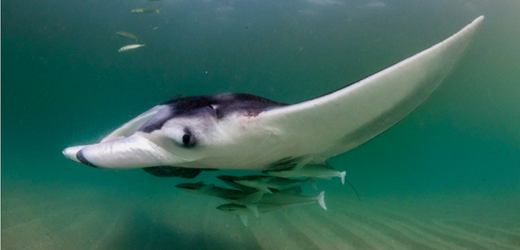 Teufelsrochen kreieren mobile Ökosysteme – Studie aus Florida